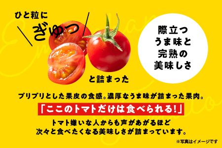 ☆ 糖度 １0度以上 ☆ 厳選 スパルタ生まれの笑ちゃん フルーツトマト 約1kg 【GC-35】 お届け：4月中旬～6月中旬ごろ順次発送