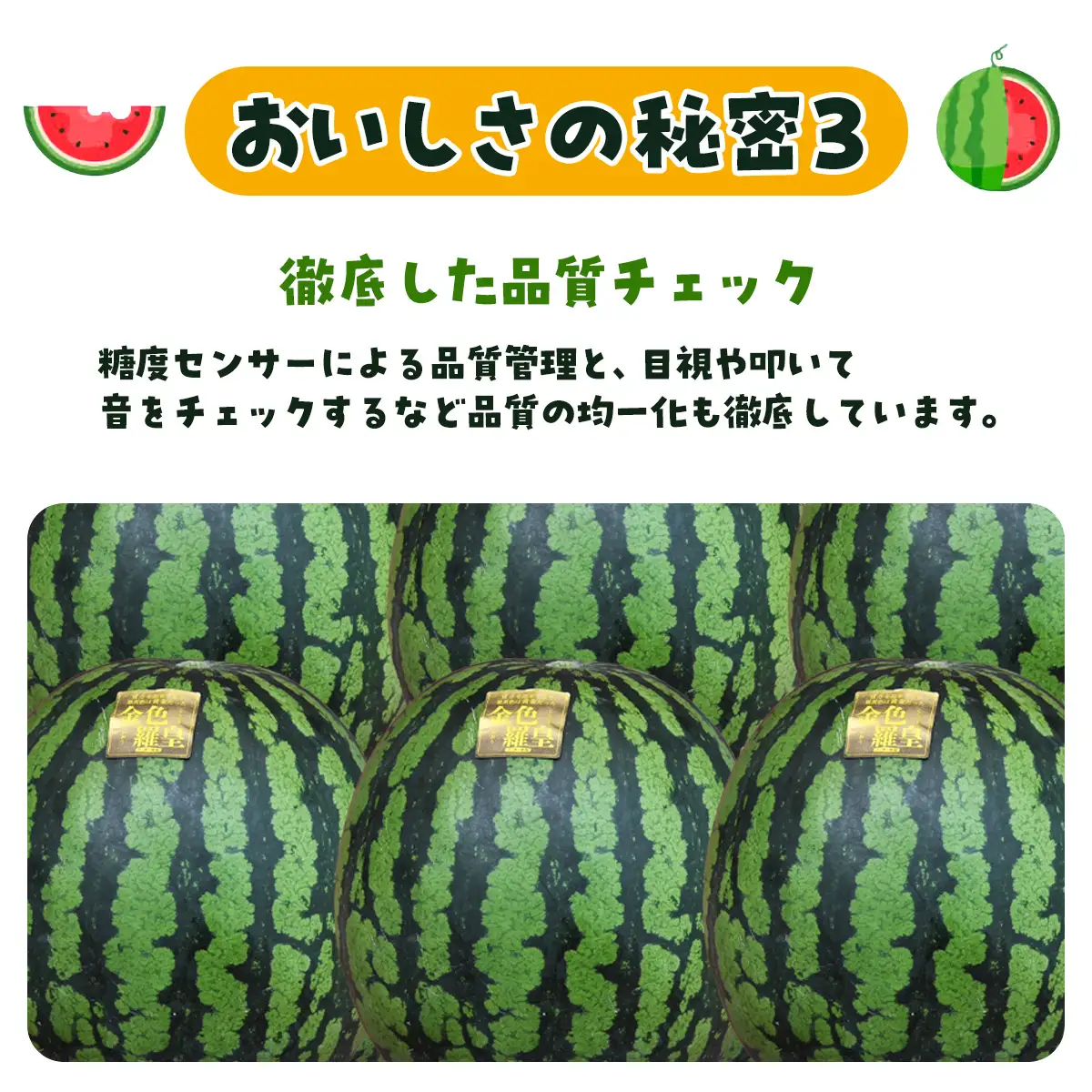 【先行予約】金色羅皇　SMAF004