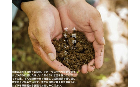 【2026年先行予約】 厳選 岡山県産 シャインマスカット・ピオーネ 詰め合せ 1.0kg以上 2房 / 産地直送 朝採れ ぶどう 食べ比べ 先行予約 フルーツ 真庭市 【kgftmt008-02】