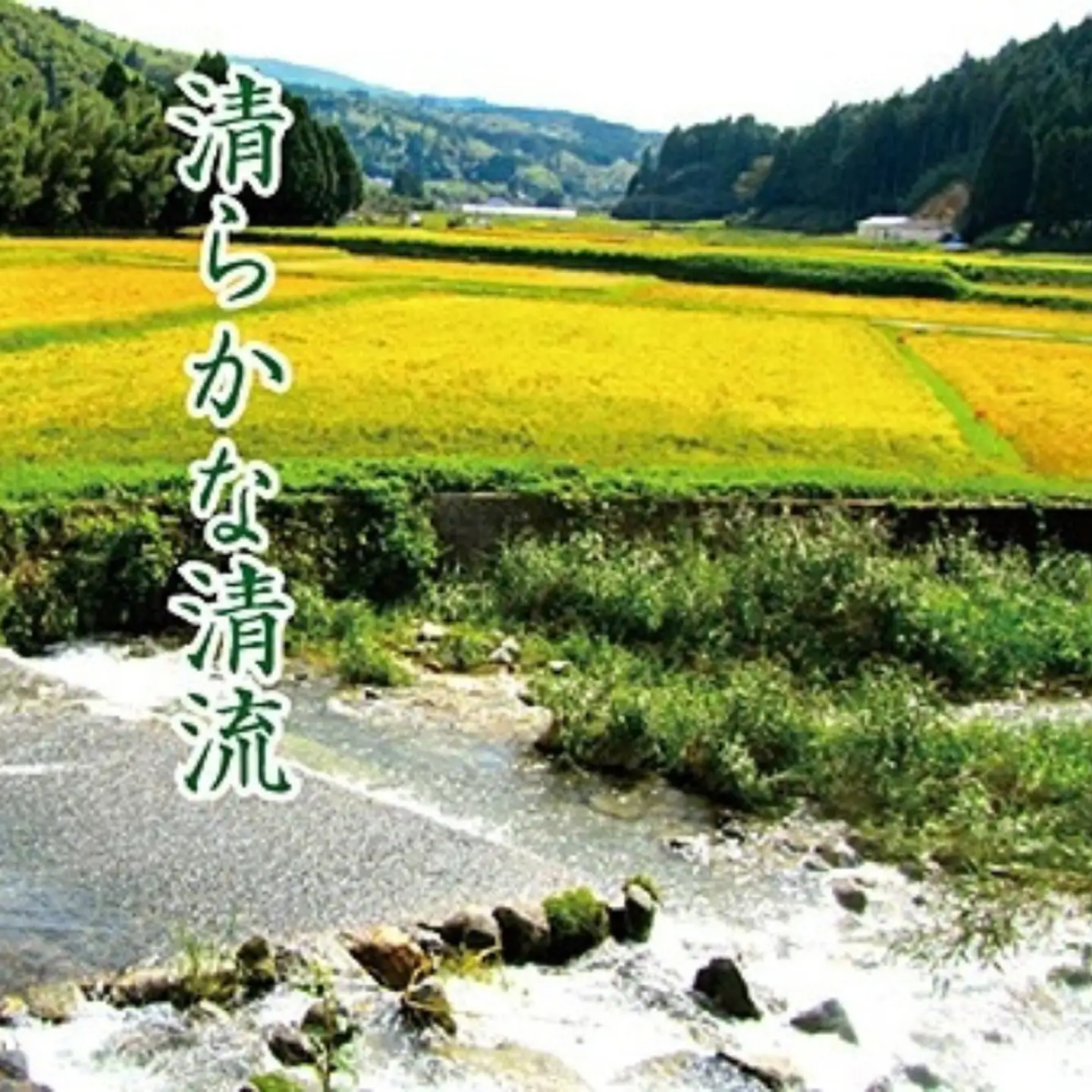 令和7年産 佐賀市三瀬村産「コシヒカリ」20kg（5kg×4袋）：B630-003