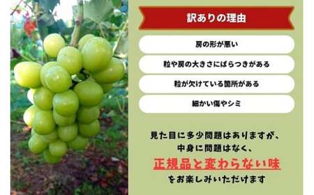 【2026年先行予約】岡山県産 【訳あり】 シャインマスカット 1.1kg以上（2房） 産地直送 朝採れ / ぶどう 葡萄 フルーツ 先行予約 真庭市【kgftmt014-02】