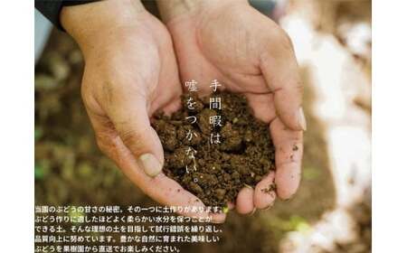 【訳あり】 ピオーネ 岡山県産ぶどう 訳ありピオーネ1.0kg以上（2房） 【kgftmt017-02】