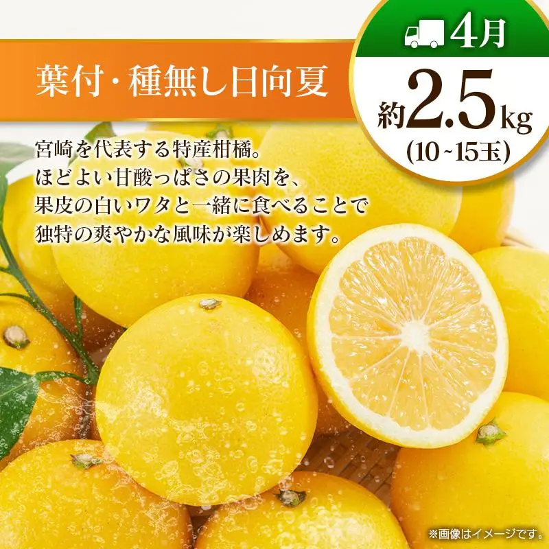 【偶数月 6回定期便】旬 人気 フルーツ 南国宮崎産 太陽のタマゴ きんかん シャインマスカット 日向夏 梨 みかん 柑橘 マンゴー ぶどう 果物 詰め合わせ＜A-2コース M120＞