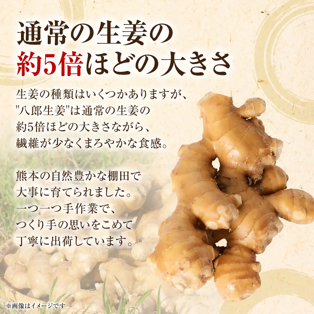 八郎生姜 2kg しょうが ショウガ ガリ ジンジャー 野菜 食品 薬味 生姜焼き しょうが焼き 温活 冷え性 対策 熊本県 八代市 東陽町 産地直送 国産