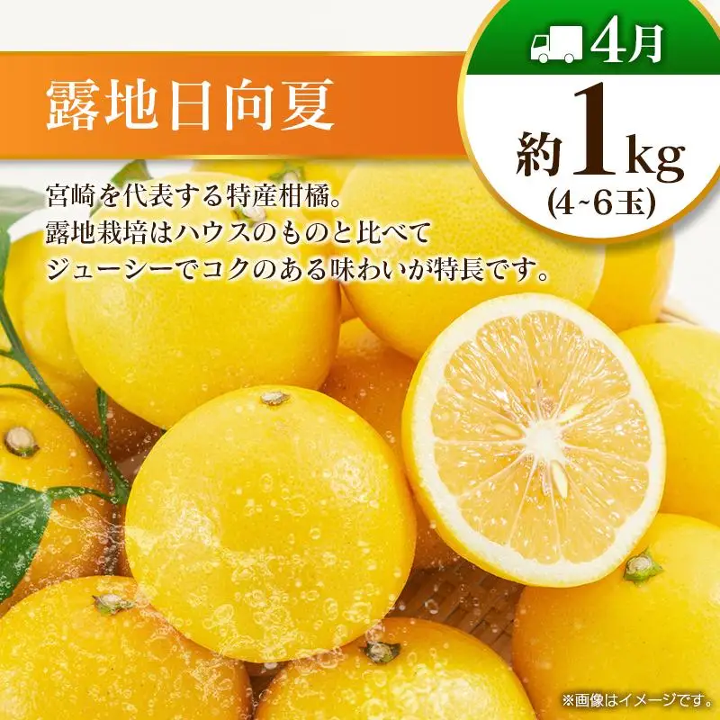 【偶数月 6回定期便】旬 人気 フルーツ 南国宮崎産 マンゴー 金柑たまたま シャインマスカット みかん 梨 日向夏 柑橘 きんかん ぶどう 果物 詰め合わせ 宮崎県 九州＜C-2コース M320＞