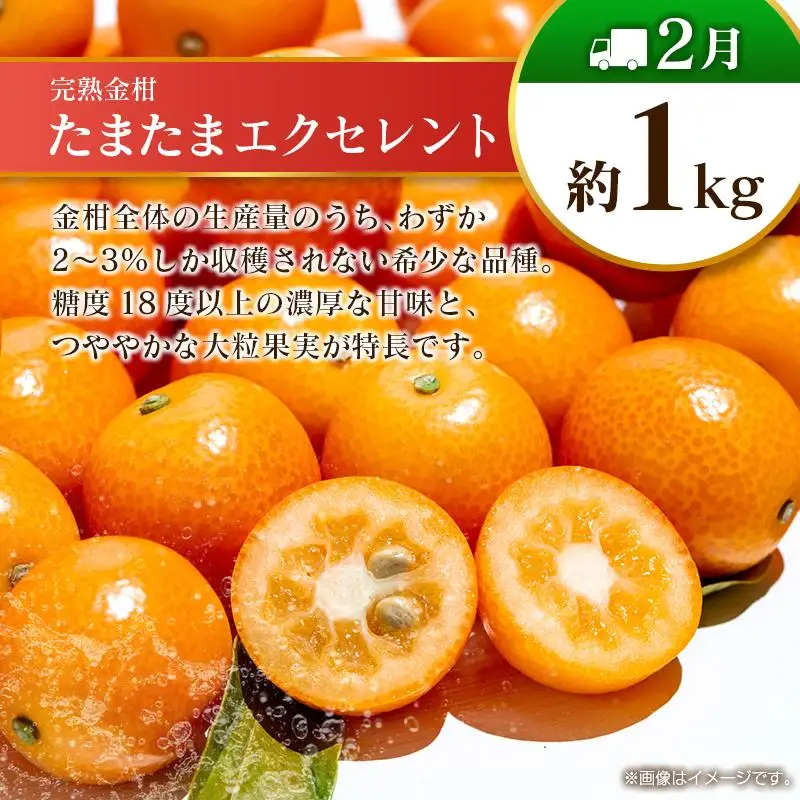 【10回定期便】旬 人気 フルーツ 南国宮崎産 太陽のタマゴ 金柑たまたまエクセレント シャインマスカット ピオーネ いちご みかん 梨 メロン 柑橘 マンゴー きんかん たまたま ぶどう 果物 詰め合わせ 宮崎県 九州＜E-1コース M500＞