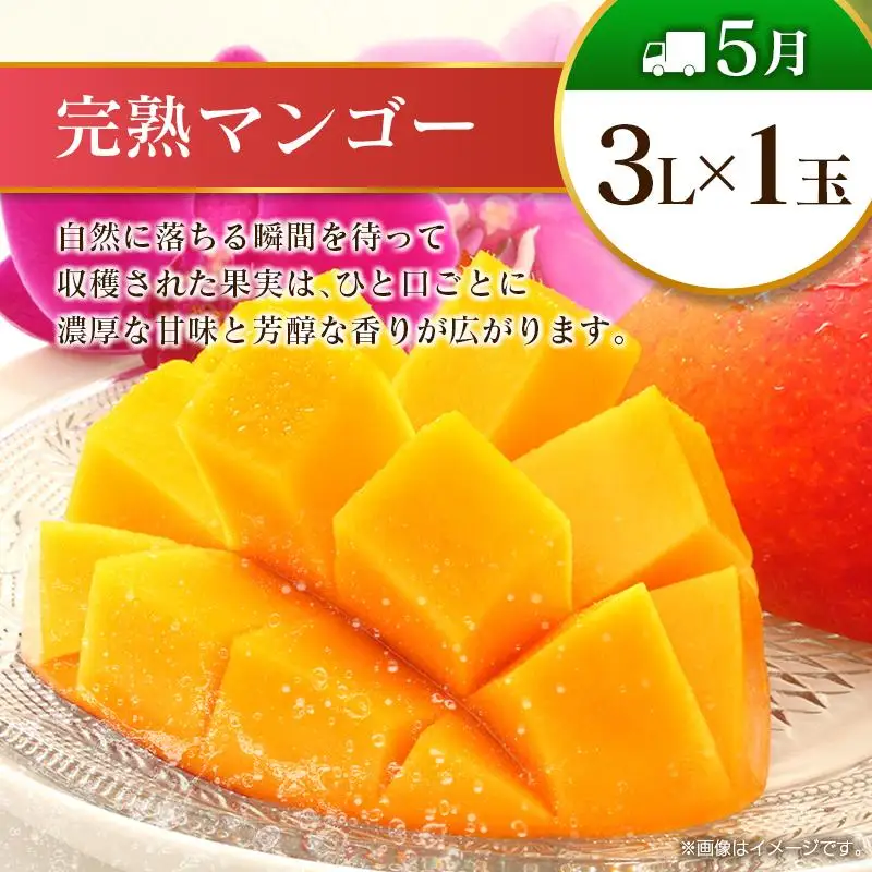 【12回定期便】旬 人気 フルーツ 南国宮崎産 マンゴー ライチ 金柑たまたま シャインマスカット ピオーネ いちご みかん 日向夏 メロン 梨 柑橘 きんかん ぶどう 果物 詰め合わせ 宮崎県 九州 1年 毎月お届け＜Bコース M200＞