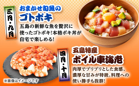【12回定期便】五島のお魚！満喫定期便（4人前）/五島市[PZX056]