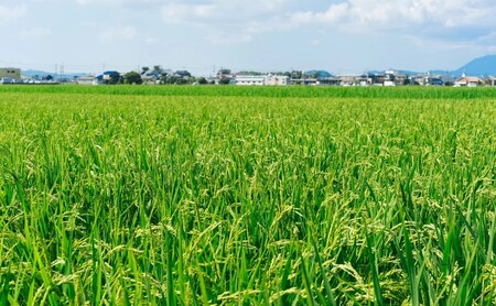 定期便 3回 【ポスト投函】 八女茶 深蒸し茶 煎茶 100g お茶 茶 福岡県 3ヶ月