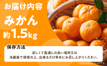 期間限定 みかん 1.5kg【11月上旬頃から順次発送】みかん