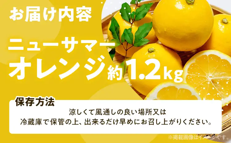期間限定 ニューサマーオレンジ 日向夏 1.2kg【4月上旬頃から順次発送】オレンジ