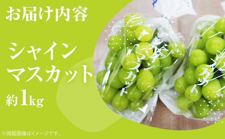 期間限定 シャインマスカット マスカット フルーツ ぶどう 葡萄 ブドウ 果物 くだもの 甘い 濃厚 ジューシー 産地直送 デザート おやつ 福岡県 福岡 九州 グルメ お取り寄せ 【9月上旬頃から順次発送】