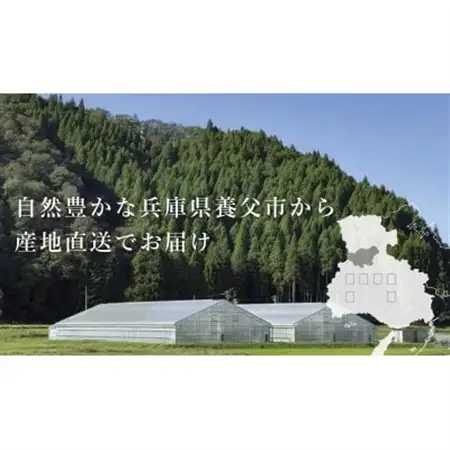 【産地直送】トマト(約1.3kg) 箱 うふふの実 高糖度フルーツトマト　アイメック【常温】【配送不可地域：離島・北海道・沖縄県】【1672591】