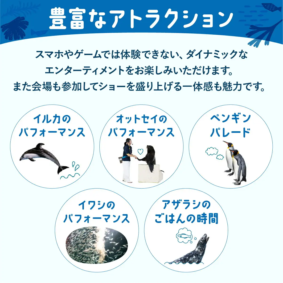 登別マリンパークニクス 入場券年間パスポート 大人 1名 【 チケット 北海道 観光 旅行 体験 パーク 入場券 入園券 割引 北海道 水族館 動物園 イルカ アシカ ペンギン パレード】mr-0896