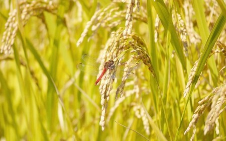 【令和7年産】たとみ農園のお米 ヒノヒカリ 2kg ／ お米 米 コメ こめ ご飯 白ご飯 白ごはん 白米 はくまい たとみ農園 山梨県産 国産 単一原料米 精米 山梨県 中央市 常温