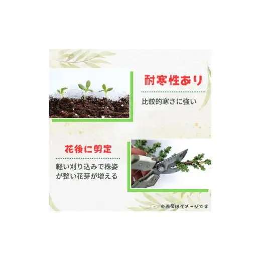 メラレウカ　タイムハニーマータル ／ メラレウカ タイムハニーマータル 植物 観葉植物 ハーブ 鉢植え