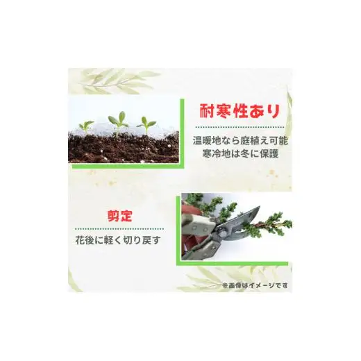 グレビレア　フォレストランブラー ／ グレビレア フォレストランブラー 植物 観葉植物 鉢植え