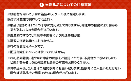 【先行予約】宇城市産 シャインマスカット 約1.5kg 2房【2026年9月発送】