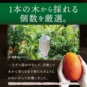豊見城産マンゴー『殿内之宝(どぅんちのたから)・極』約1kg