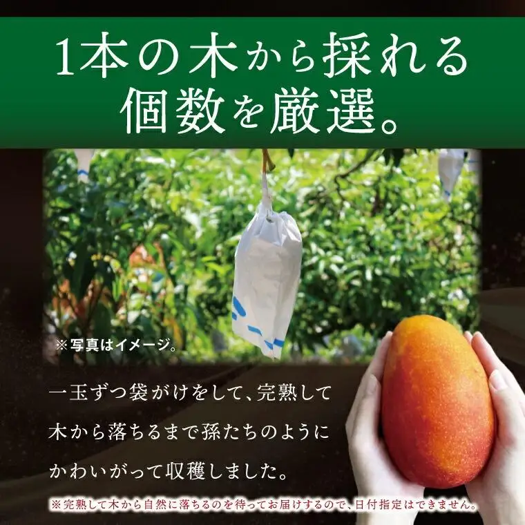 豊見城産マンゴー『殿内之宝(どぅんちのたから)・極』約2kg 