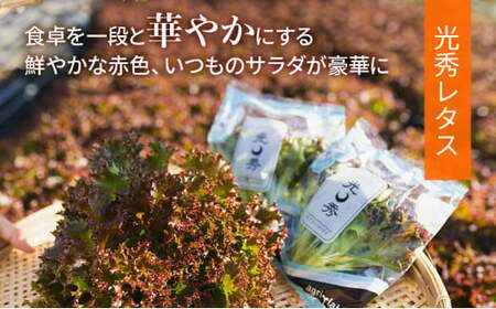 美濃国やさいセット 計12袋 ｜ 野菜 野菜セット レタス フリルレタス 水耕栽培 安全 安心 衛生的 新鮮 シャキシャキ 産地直送 サラダ サンドイッチ ※離島への配送不可