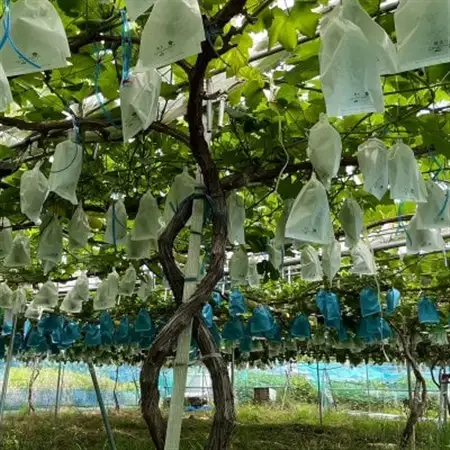 【先行受付】シャインマスカット1房+黒ぶどう1房　合計1Kg以上【配送不可地域：離島】【1688559】