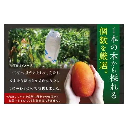 豊見城産マンゴー『殿内之宝(どぅんちのたから)』約1kg(ご家庭用) 
