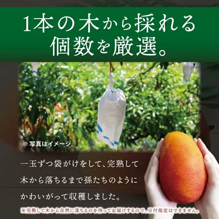 豊見城産マンゴー『殿内之宝(どぅんちのたから)』約2kg(ご家庭用)