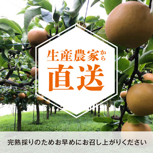 完熟採り　もりやま梨（豊水）５キロ【先行予約】 CW-0003