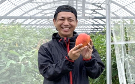 【2026年発送】仲間農園のお楽しみ（家庭用）完熟マンゴー約2kg（4～7玉） アーウィン 果物 甘い 夏 濃厚 ギフト Mango ランキング 完熟 お気に入り 収穫 人気 甘味 フルーツ 沖縄県 先行予約 食品 デザート 産地直送 送料無料