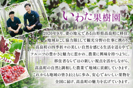 【期間限定発送】 家庭用 訳あり デラウェア 8～12房 約1kg [いわた果樹園 山形県 高畠町 tk06ayt400006]
