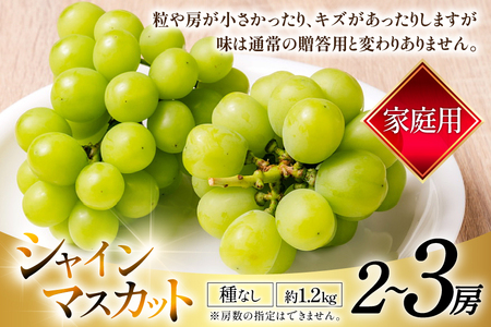 【期間限定発送】 家庭用 訳あり シャインマスカット 2～3房 約1.2kg [いわた果樹園 山形県 高畠町 tk06ayt400007]