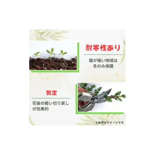 グレビレア　ジョンエバンス ／ グレビレア ジョンエバンス 植物 観葉植物 鉢植え