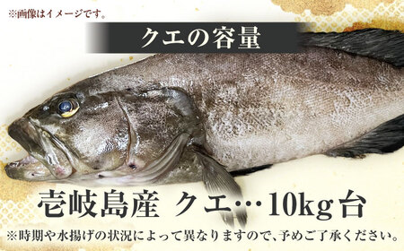 クエの出張解体ショー《壱岐市》【壱岐島 玄海屋】[JBS129]
