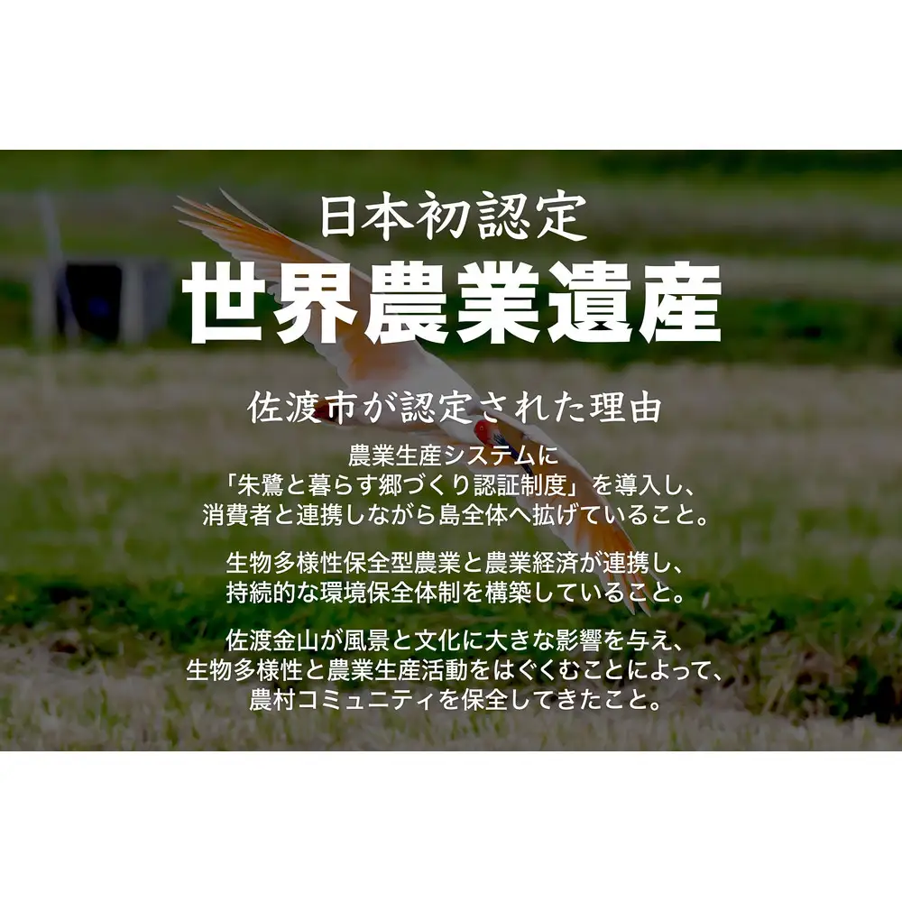 米 コシヒカリ 佐渡産 ( 5kg ) 米杜氏【令和7年米】