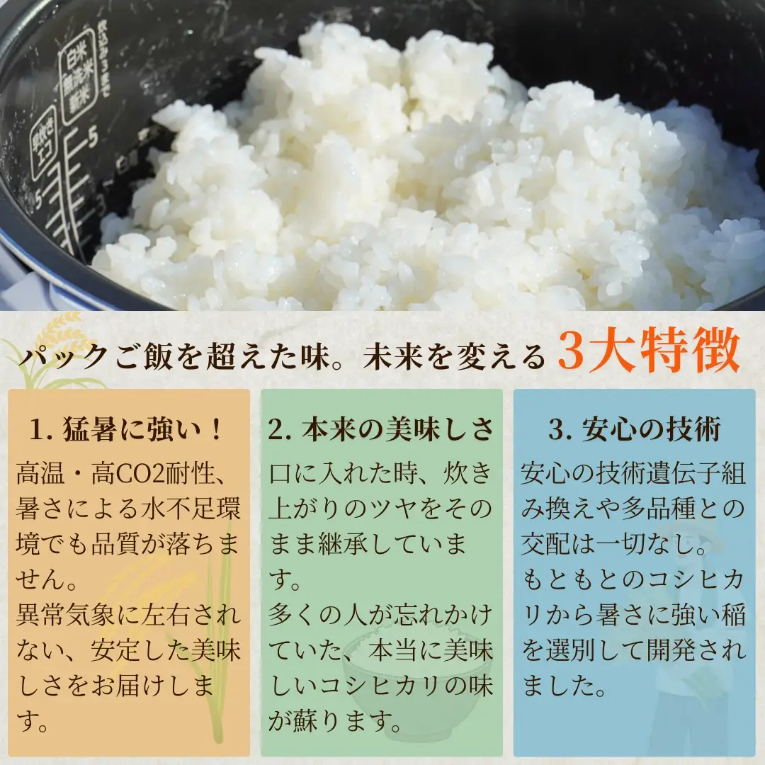 新大コシヒカリ パックご飯 180g×10個 たかの | パックご飯