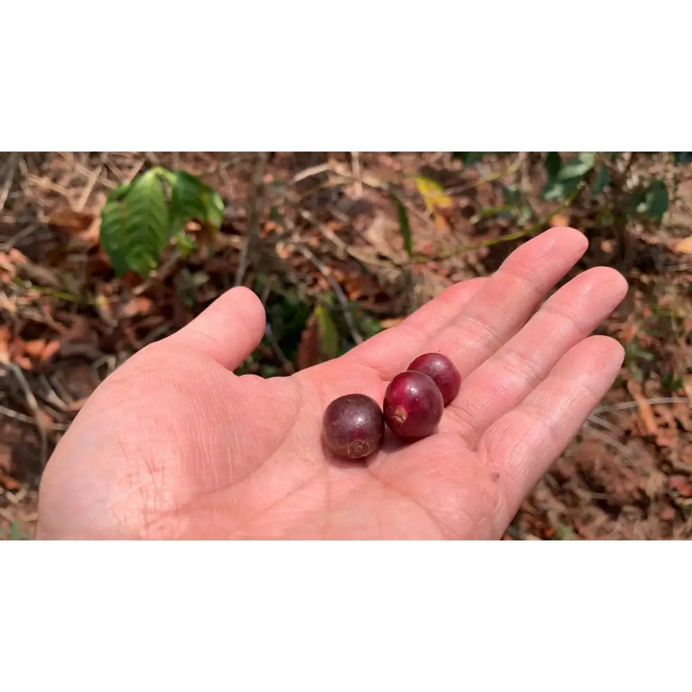 SINGLE ORIGIN （豆の状態）100g×5種類