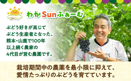 【先行予約】山鹿市産 ナガノパープル 2房（約800g～1.2kg） 箱入り[ZDS003]