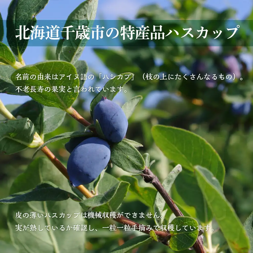 千歳ワイナリー ハスカップのワイン3種720ml×各2本