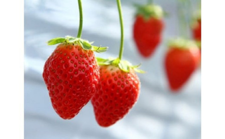 和銅農園のあまりん　400g ／ 果物 フルーツ 苺 イチゴ ジャムのように香り高い 希少 大粒 厳選 朝採り 平成28年デビュー 埼玉県 特産 No.631