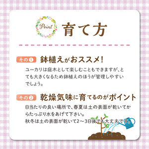 チーム田主丸『ユーカリ苗木７号鉢』 _ 苗木 7号鉢 ユーカリ チーム田主丸 1本 ユーカリの苗木 庭木 鉢植え 植木 ドライフラワー スワッグ リース リラックス効果 虫よけ 常緑樹 シンボルツリー ガーデニング 植物 インテリア お手入れ簡単 育て方付き お取り寄せ 福岡県 久留米市 送料無料  〔Hf039〕