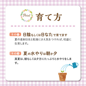 チーム田主丸『ハツユキカズラ28ポット』 _ ハツユキカズラ 9cmポット 28苗 チーム田主丸 つる 常緑 ピンク 白 まだら模様 園芸 多年草 育てやすい グランドカバー プランツ 寄せ植え ハンギングバスケット 紅葉 地植え 鉢植え ガーデニング 庭 花壇 植物 育て方付き お取り寄せ 久留米市 送料無料  〔Hf042〕