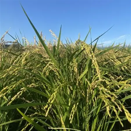 令和7年小野町産ひとめぼれ5kg　精米【1691820】