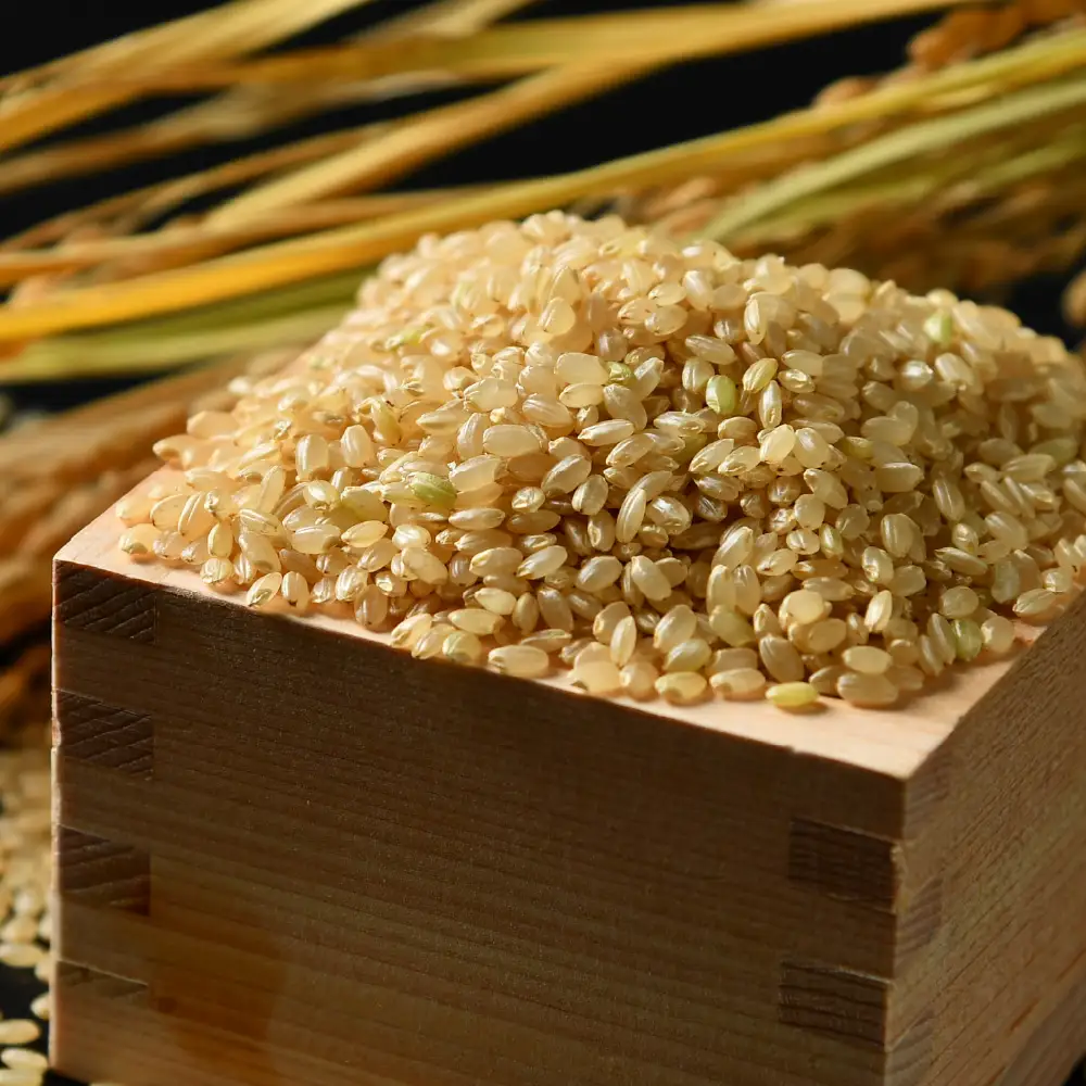【先行予約】【令和8年産 新米】 エコ栽培ハナエチゼン 玄米10kg （5kg×2袋） ／ 鮮度抜群 福井県産 はなえちぜん ご飯 新鮮 玄米 ※2026年9月上旬以降順次発送予定 [aw063-b013]