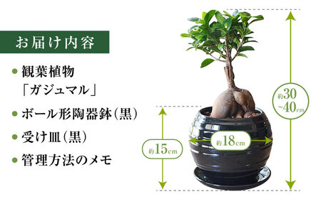 観葉植物ガジュマル 多幸の木 ボール形 (黒) 観葉植物 [ACYK035]