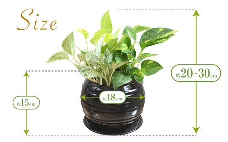 観葉植物ポトス オウゴンカズラ 3種 ボール形(黒) 観葉植物 [ACYK036]