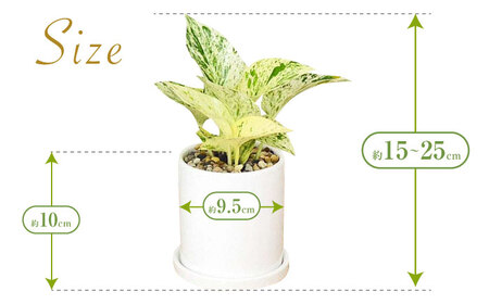 観葉植物ポトス 3種 3鉢セット 観葉植物 [ACYK037]