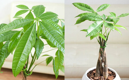 観葉植物パキラ 編み込み ボール形 観葉植物 [ACYK041]