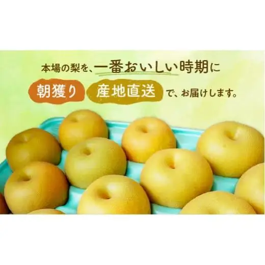 ※先行予約※【かおり3kg】かまがや育ちの完熟梨（観光組合）