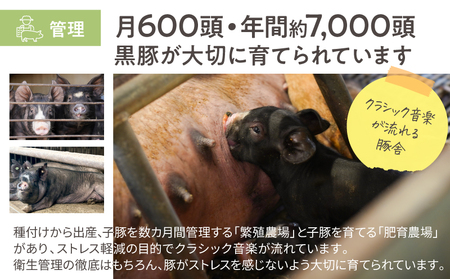 鹿児島県産 黒豚ロース とんかつ 8枚 セット KN054-019 肉 豚肉